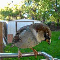 Wireless Bird Feeder Camera with HD Video and Motion Alert