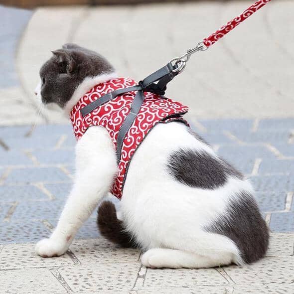 Comfortable Cat Walking Harness Set