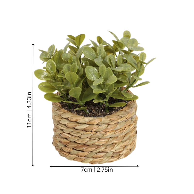 Green Halri Plant