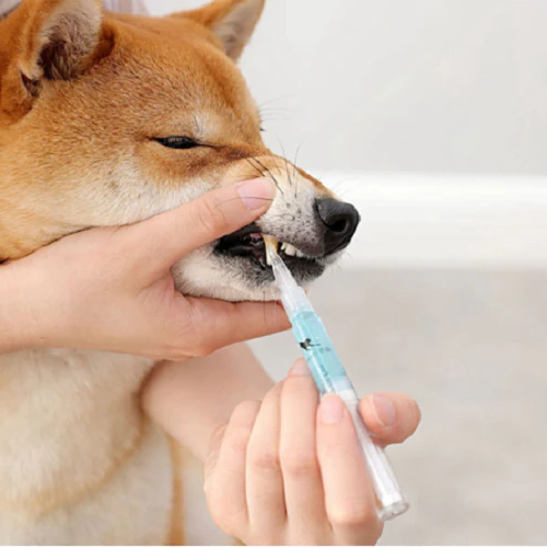 Natural Pet Dental Care and Gum Protection