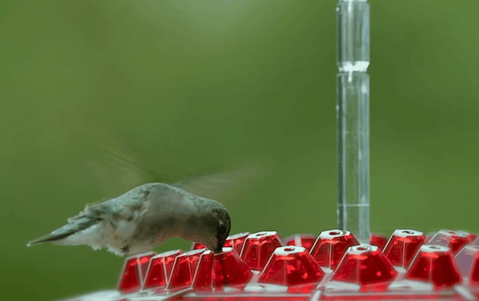 Easy Fill Outdoor Bird Feeder with Ant Block