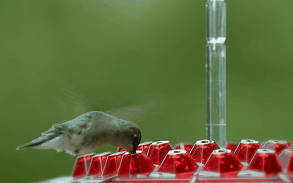 Easy Fill Outdoor Bird Feeder with Ant Block