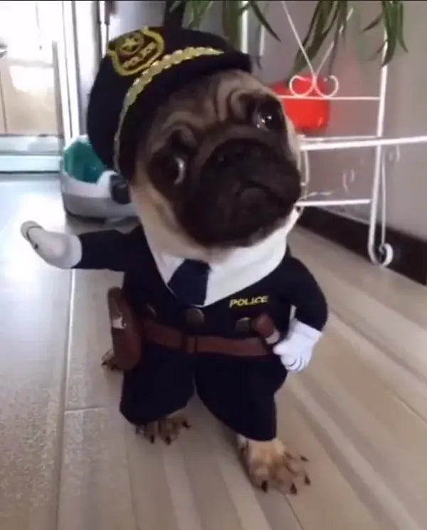 Cute Funny Pet Costume