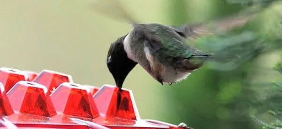 Easy Fill Outdoor Bird Feeder with Ant Block