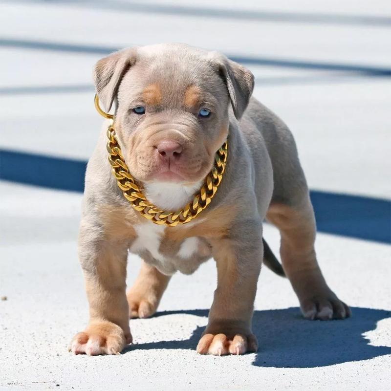 Luxurious Pet Gold Plated Chain Collar - Halri