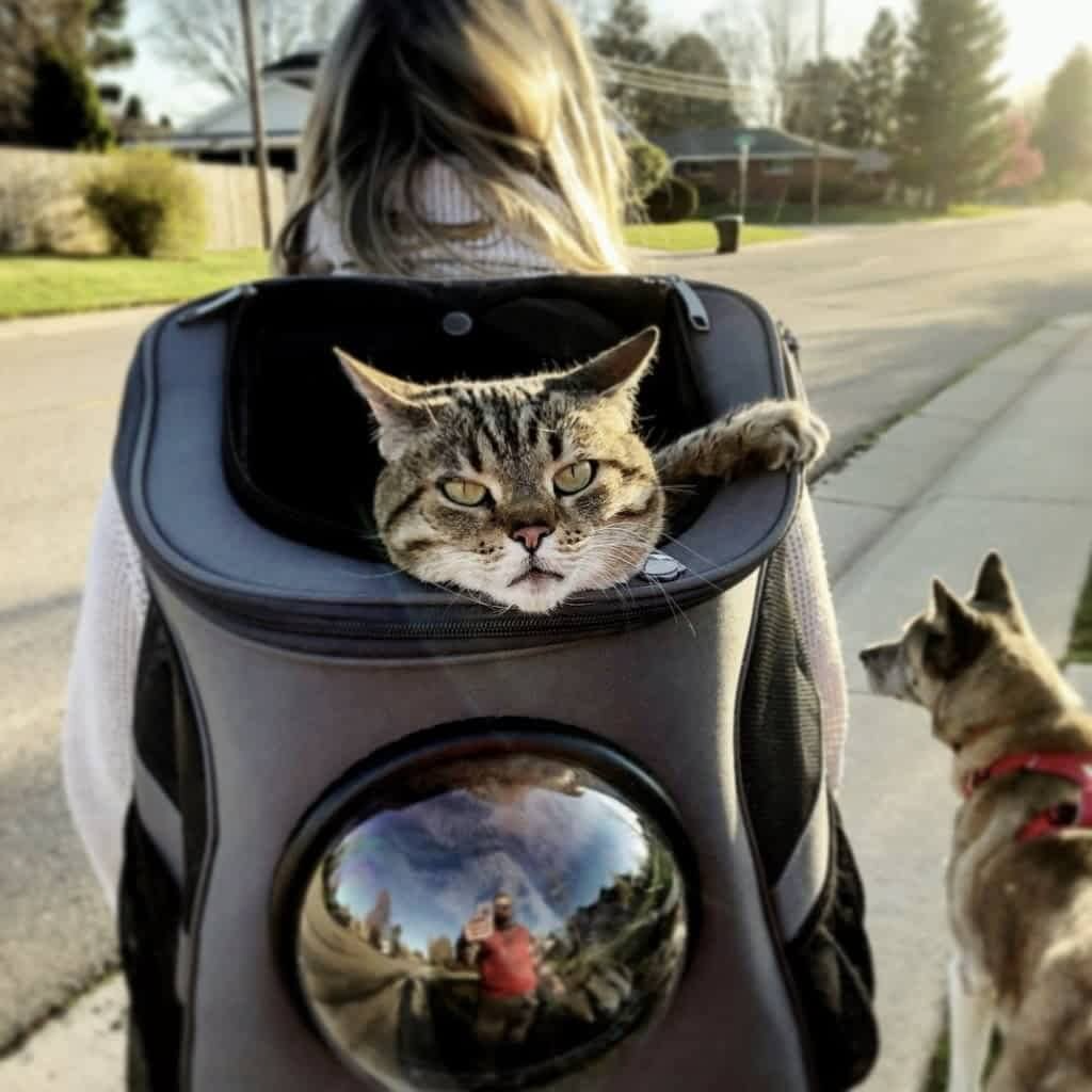 Large Window Cat Backpack - Cozy Pet Travel Carrier - Halri