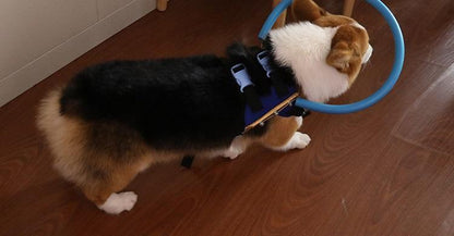 Comfortable Assist Harness for Blind Dog Support