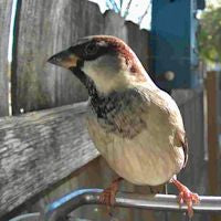 Wireless Bird Feeder Camera with HD Video and Motion Alert