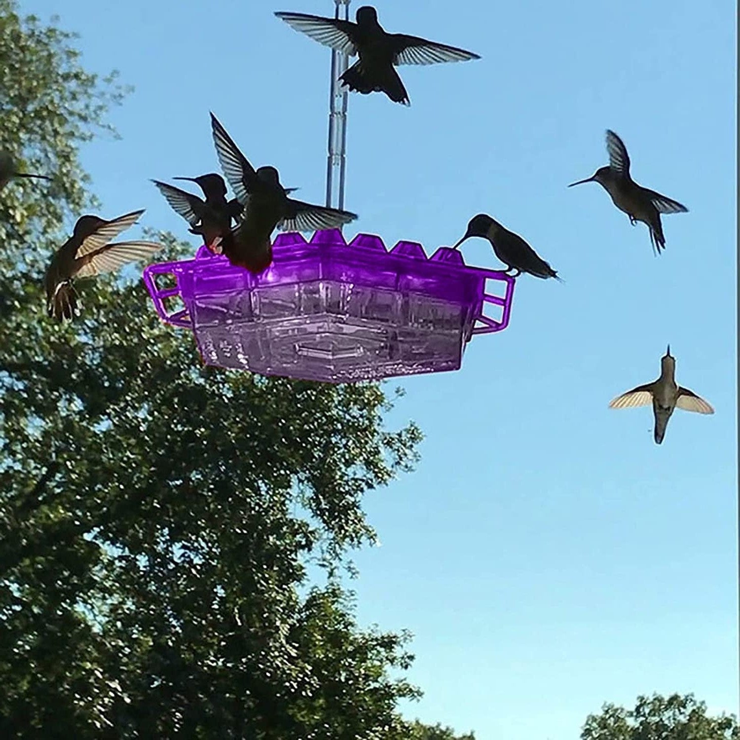 Easy Fill Outdoor Bird Feeder with Ant Block - Halri