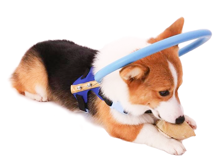 Comfortable Assist Harness for Blind Dog Support