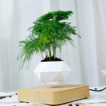 Floating Magnetic Planter For Small Plants & Bonsai