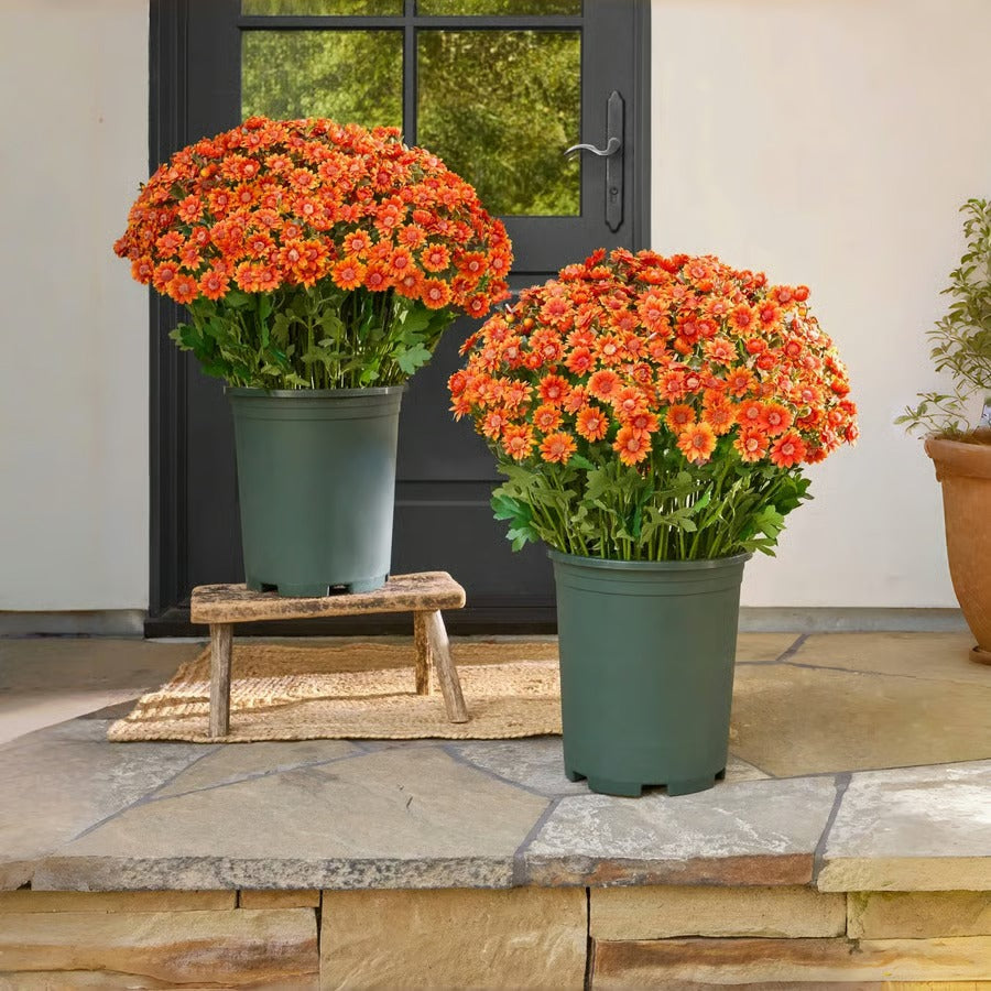 Vibrant Fall Garden Decoration - Halri