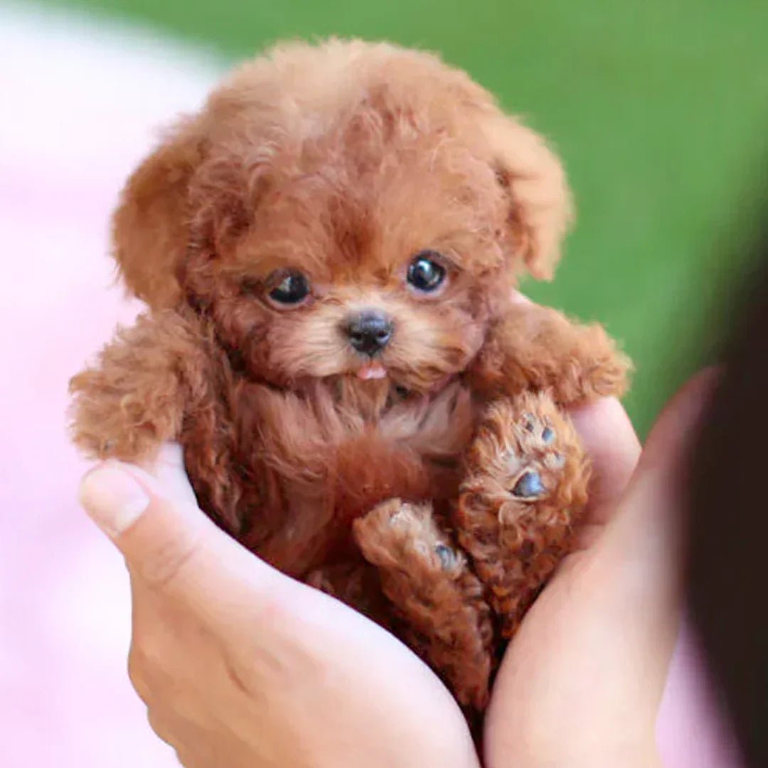 Snuggle Puppy | Interactive Soft Toy with Lifelike Actions - Halri