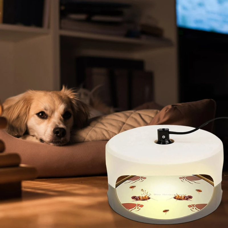 Effective Home Bed Bug Catcher