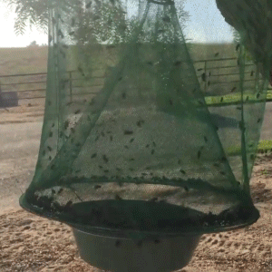Natural Outdoor Fly Catcher | Safe, Chemical-Free & Reusable Trap