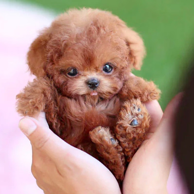 Cute Electronic Puppy Dog Toy - Walks and Talks - Halri
