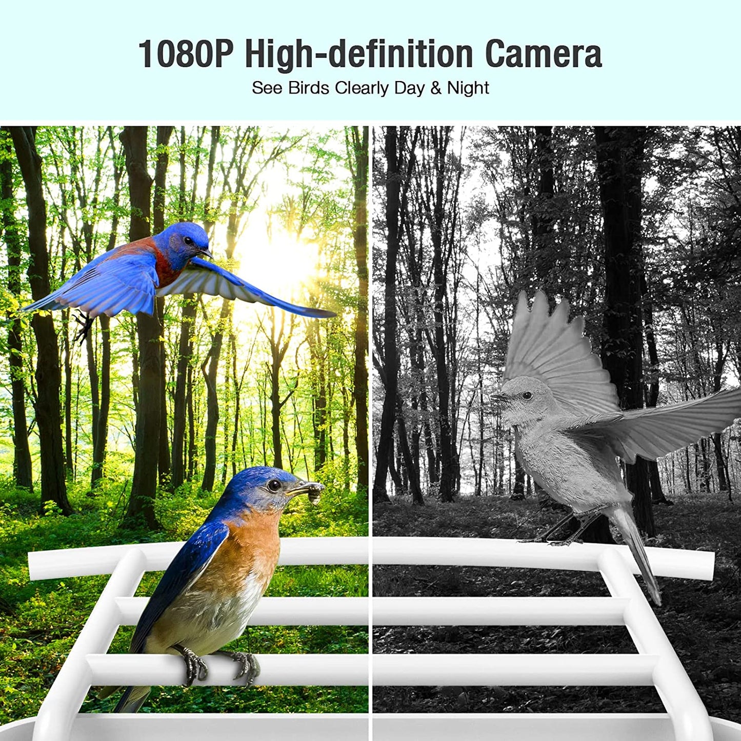 Wireless Smart Birdwatching WIFI Feeder Camera