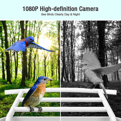 Wireless Smart Birdwatching WIFI Feeder Camera