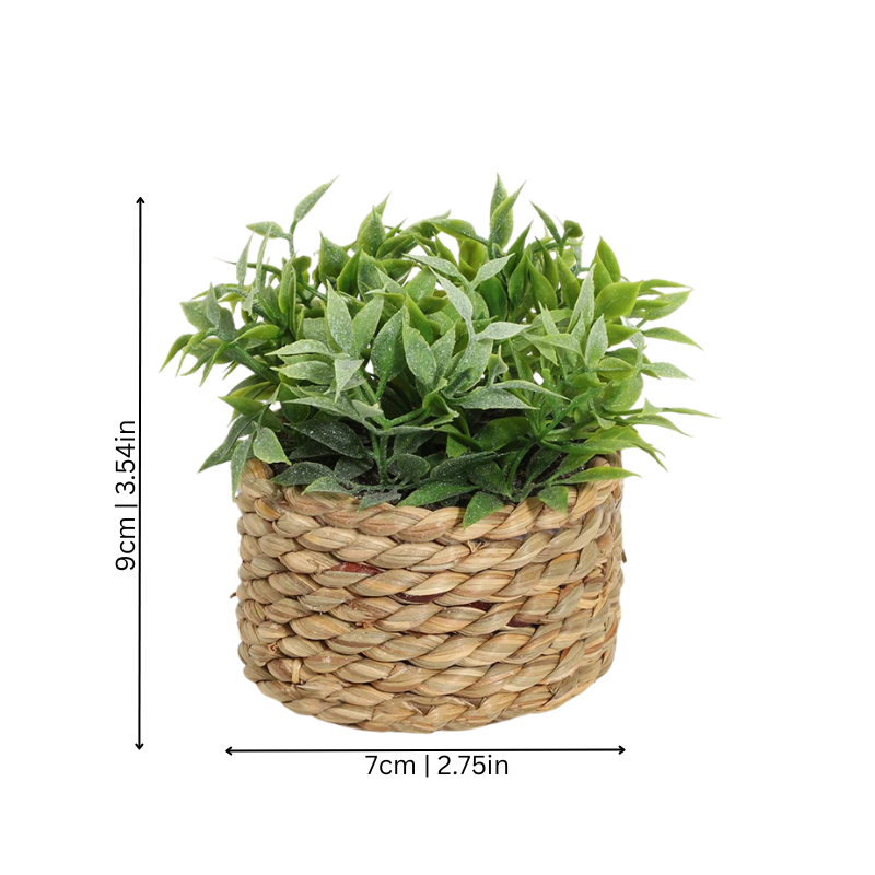 Green Halri Plant - Halri