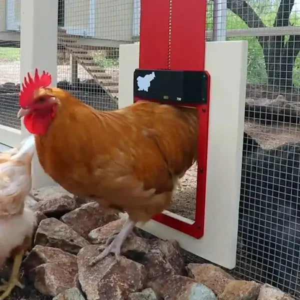 Easy Install Automatic Chicken Coop Door Opener - Halri