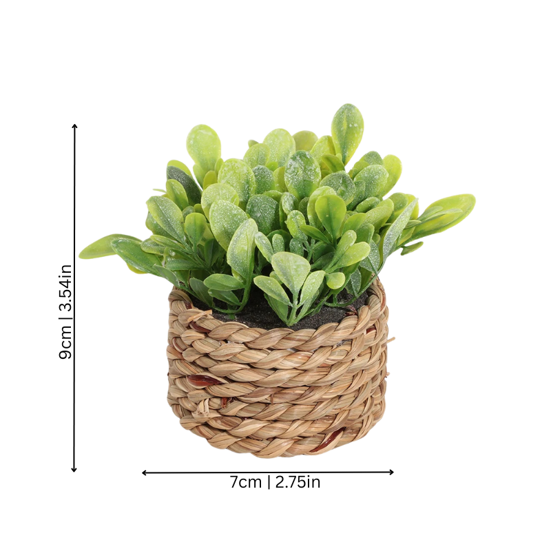 Green Halri Plant