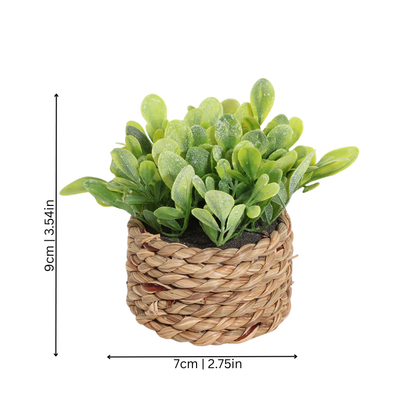 Green Halri Plant