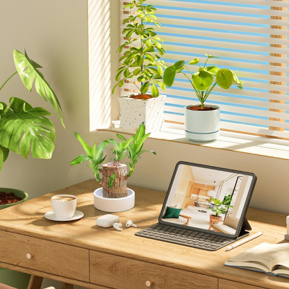 Brazilian Fortune Wood Plant – Air-Purifying Indoor Plant for Home and Office, Symbol of Prosperity and Good Luck 1