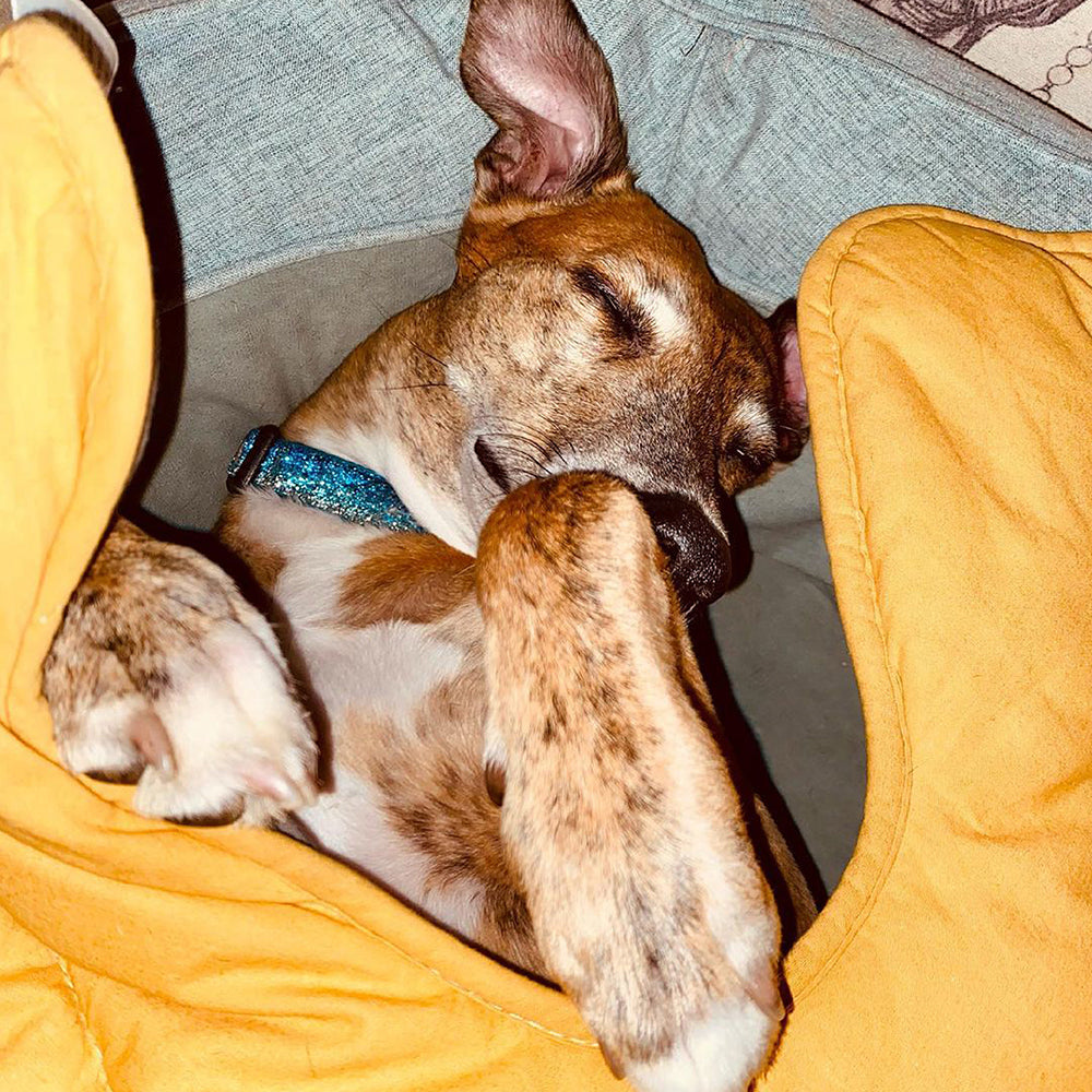 Pet Friendly Leaf Dog Blanket with Plush Bed