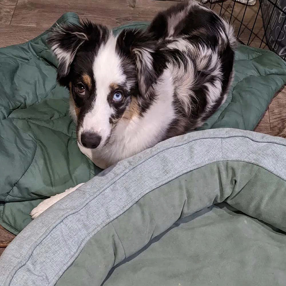 Pet Friendly Leaf Dog Blanket with Plush Bed