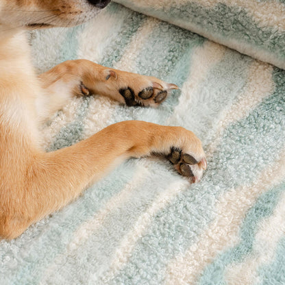Comfortable Pet Sofa with Soft Wool Cushion
