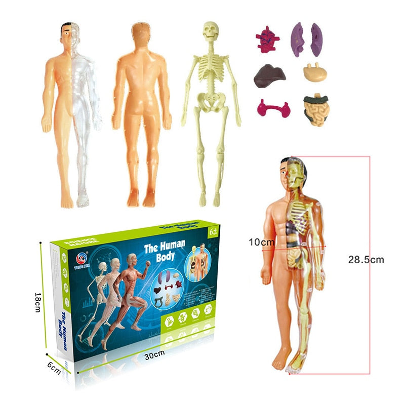 Learning Human Body Anatomy Model Kit