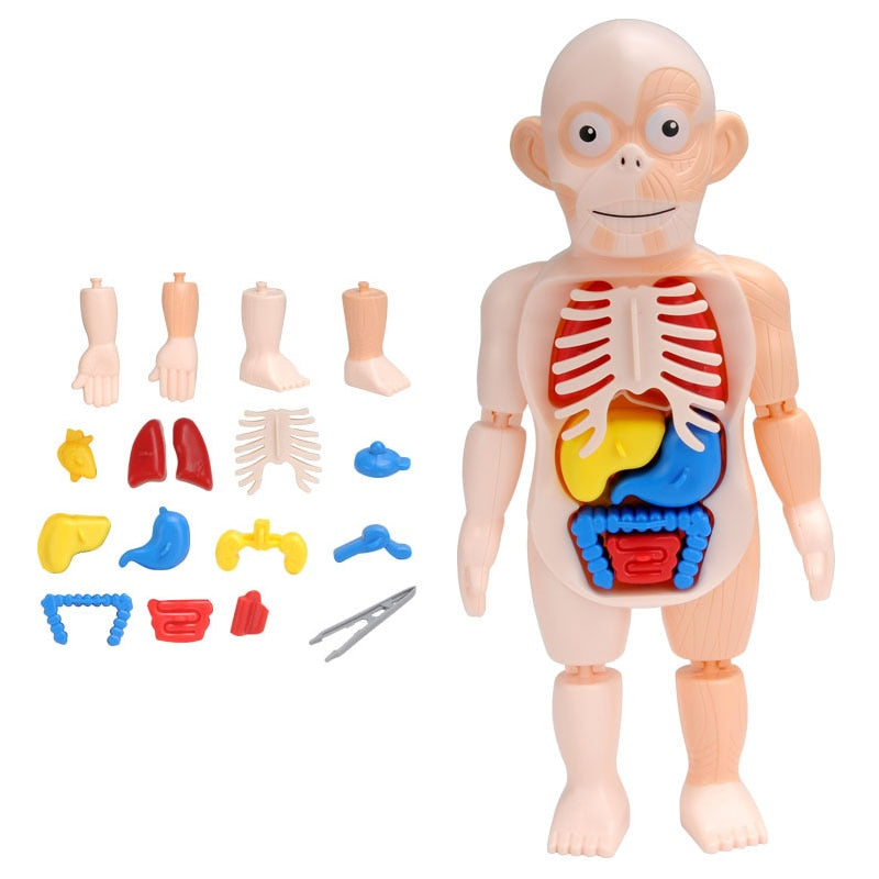 Learning Human Body Anatomy Model Kit