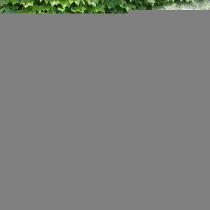 Motion Activated Outdoor Animal Repellent Spray - Halri