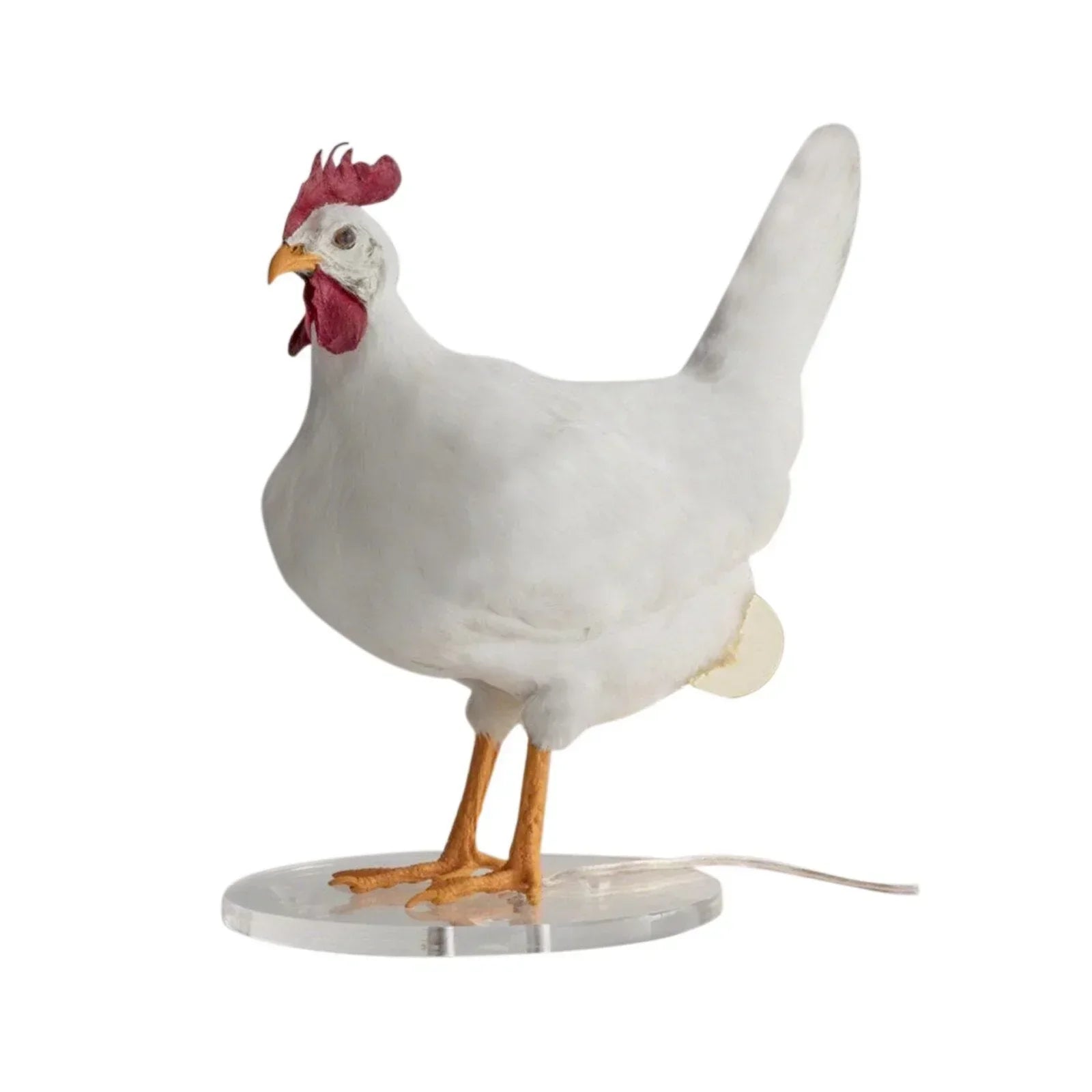 Cozy Chicken Heat Lamp for Hens - Halri
