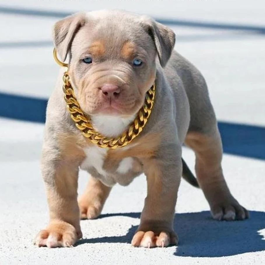 Premium Metallic Pet Dog Collar Necklace - Halri