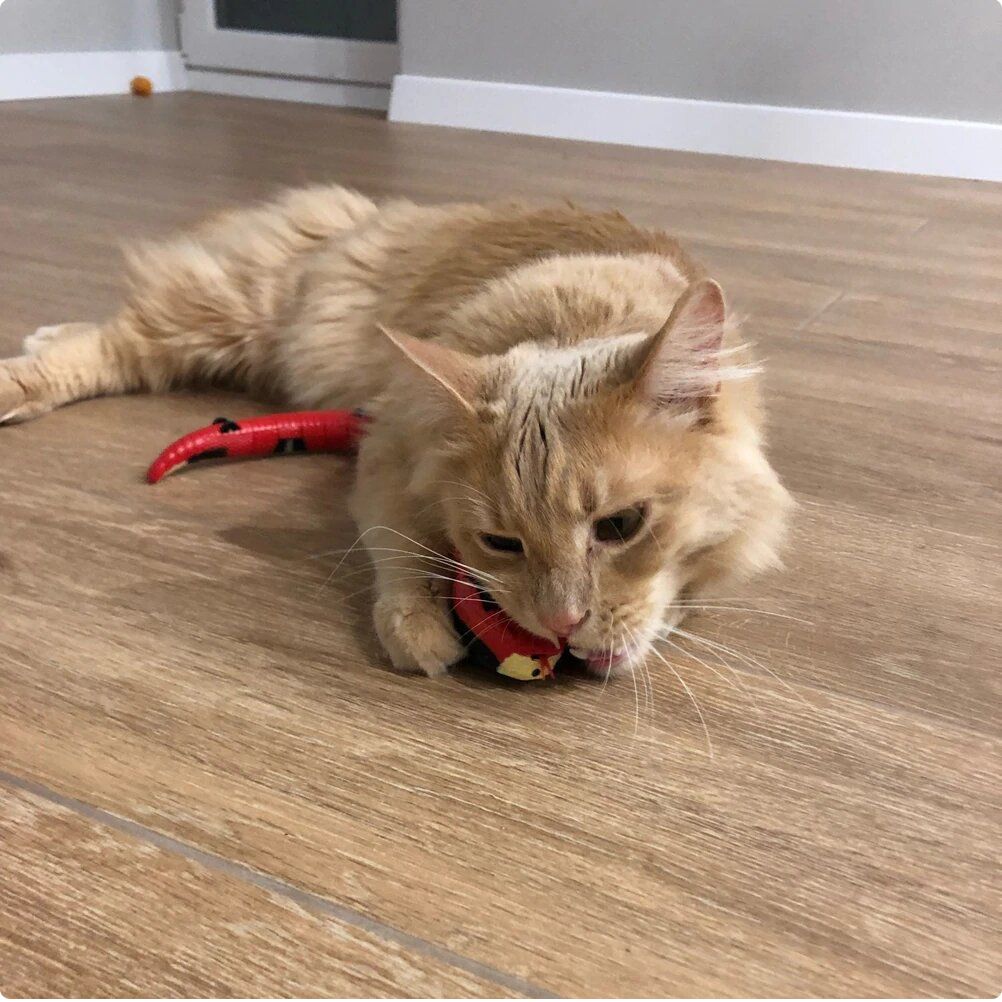 Fun Electronic Interactive Cat Snake Toy