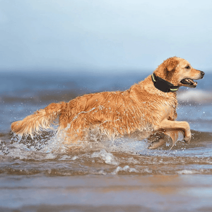 Effective Anti Bark Dog Collar with Sound Vibration Control