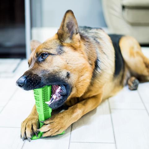 Pet Dental Care Brush Set - Halri