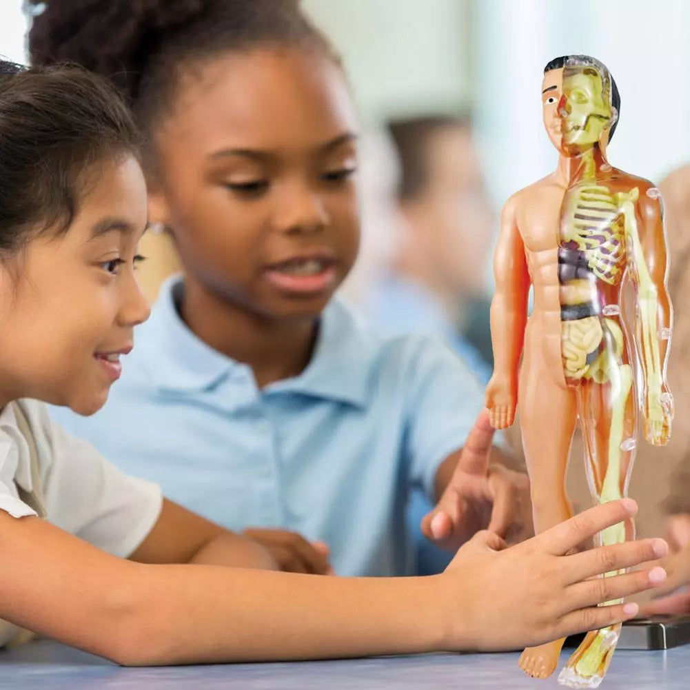 Kids Interactive Human Body Model - Halri