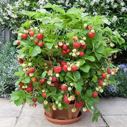 Space Saving Tiered Garden Pots