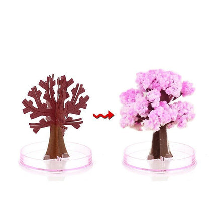 Beautiful Pink Sakura Tree Plant - Halri
