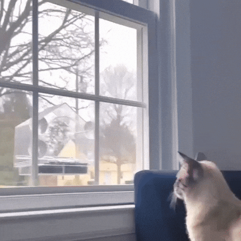 Clear Window Bird Feeder with Camera Mount