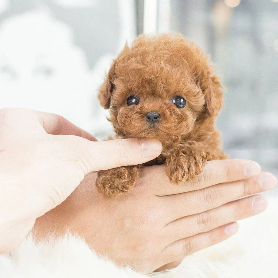 Cute Electronic Puppy Toy Interactive Pet Dog