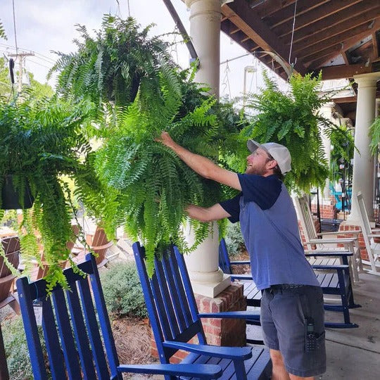 Durable Outdoor Realistic Artificial Boston Fern Plant