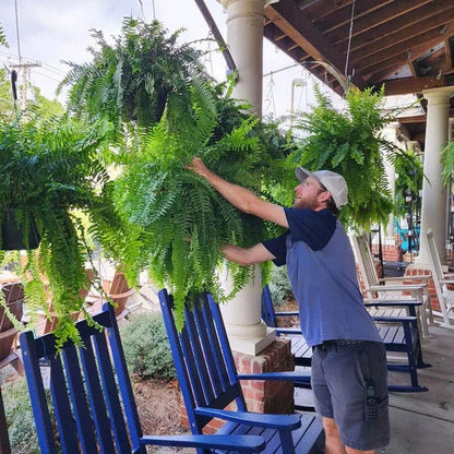 Durable Outdoor Realistic Artificial Boston Fern Plant