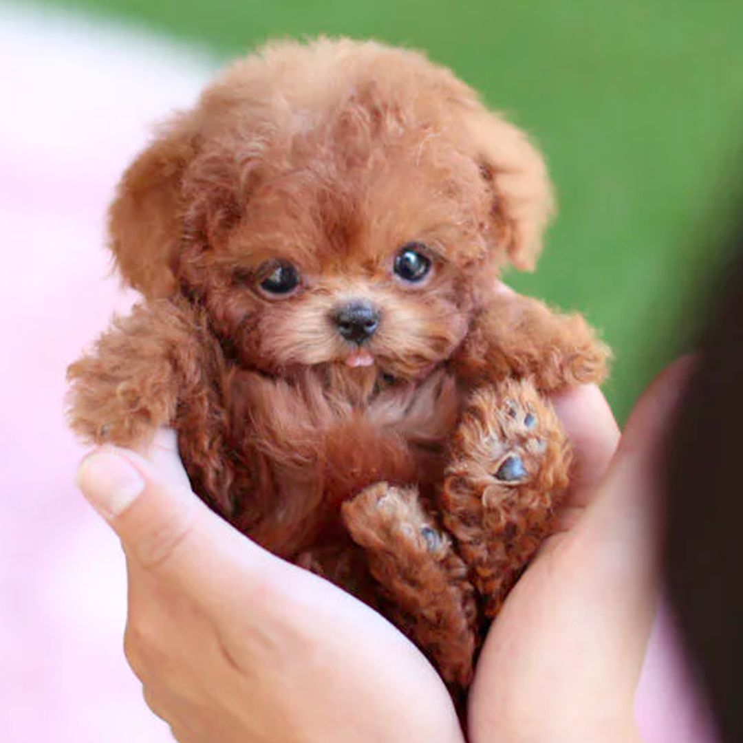 Fun Electronic Dog Toy with Realistic Movements