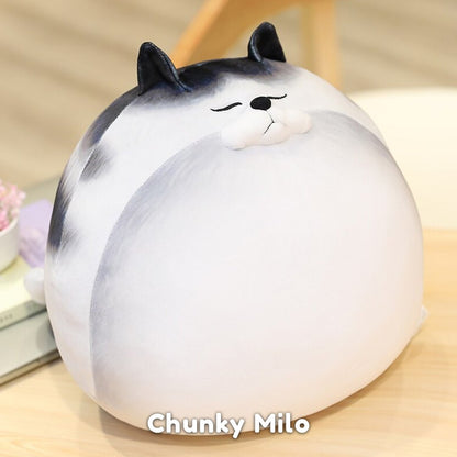 Funny Fat Cat Team