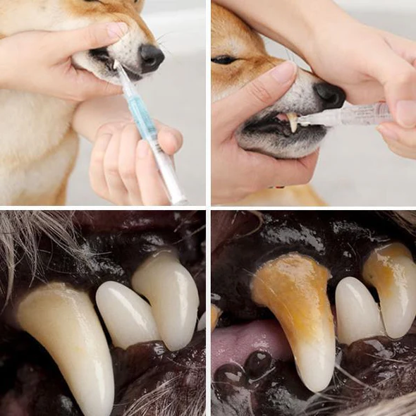 Natural Pet Dental Care and Gum Protection - Halri
