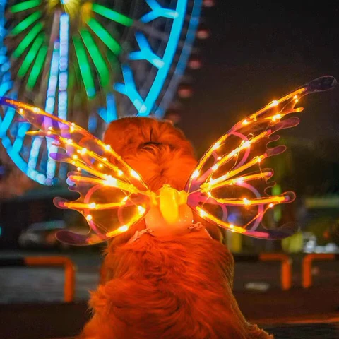 Bright LED Fairy Wing Costume for Kids and Adults