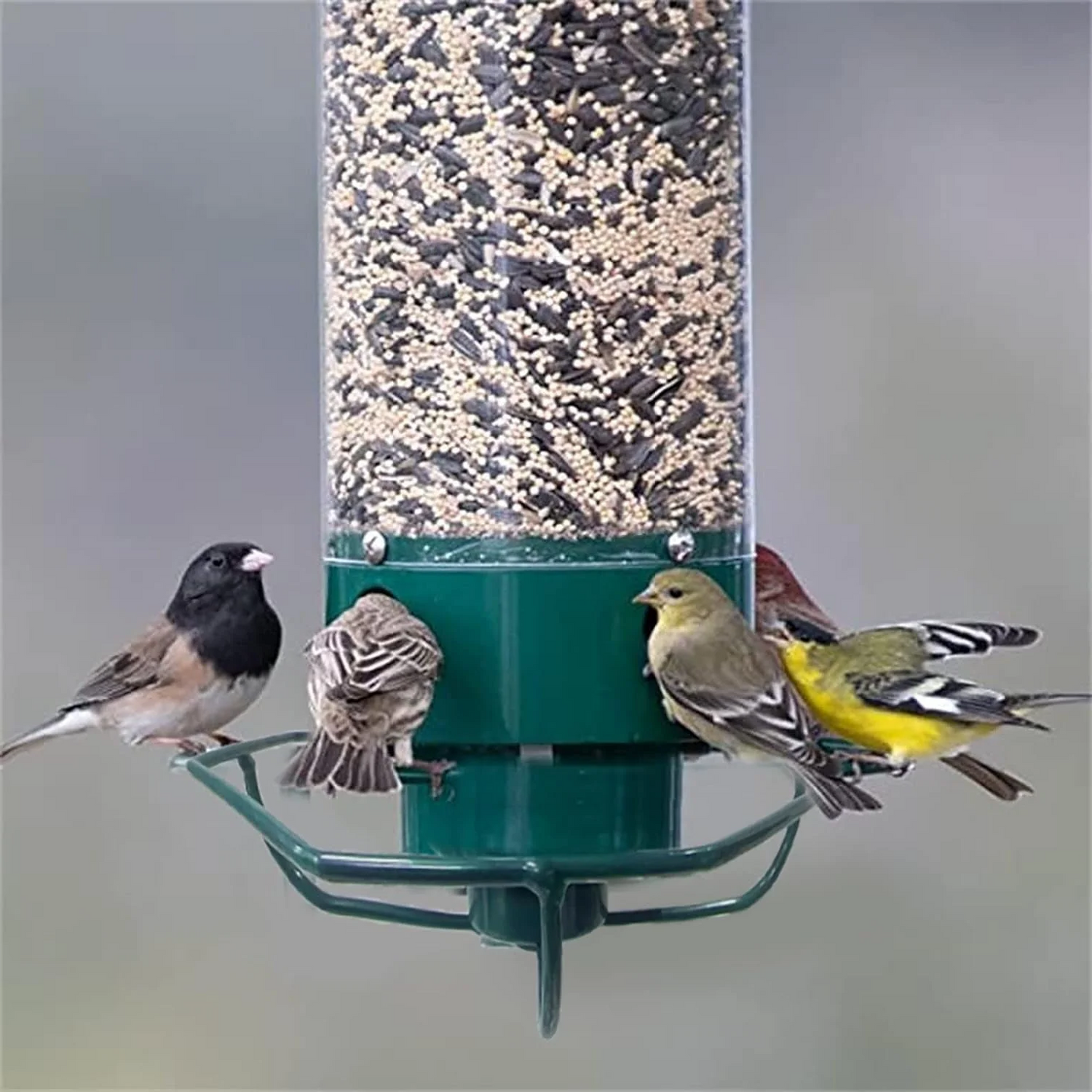 Weatherproof Bird Feeder with Multiple Feeding Ports